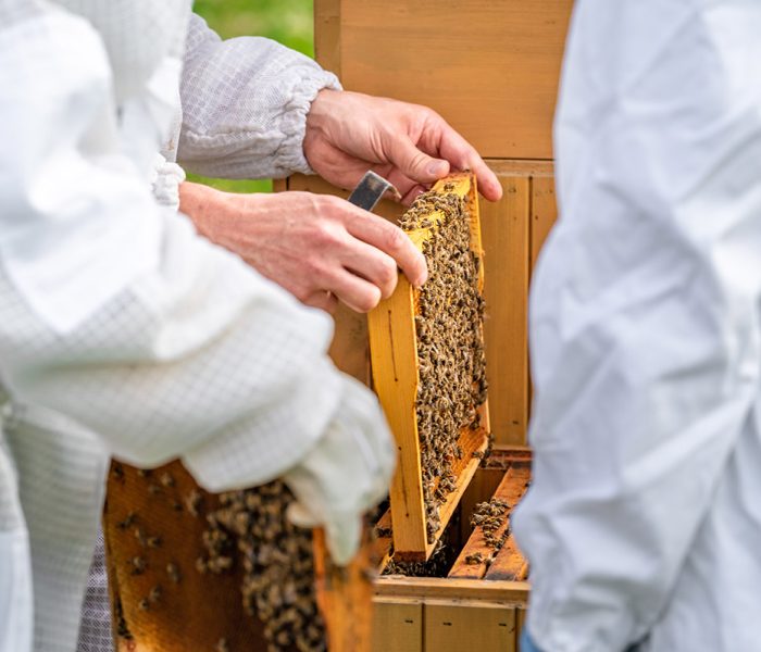 wax-frame-in-bee-hive-honey-production-2021-06-23-17-33-24-utc.jpg